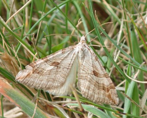 Réf. 267 323 : Aplocera sp.
